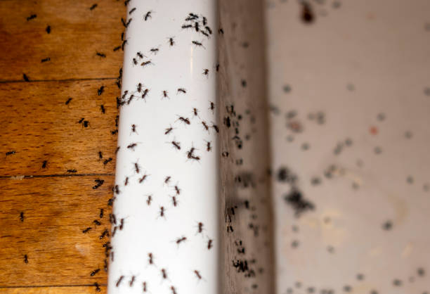 Best Pest Control Near Me in Odessa, FL