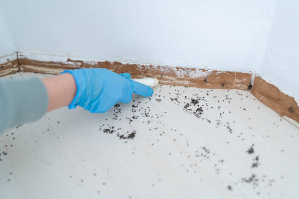 Best Wasp Removal Services  in Odessa, FL